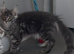 TICA reg Maine coon girl