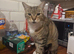 Lovely female tabby cat