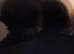 Female kittens