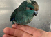 Hand reared blue and cream female Kakariki parrot available