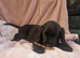 Here i have 1 cocker left for her forever home
