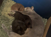 4 British shorthair kittens