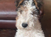 Wire haired Fox Terrier Puppy for sale