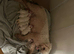For sale puppy&rsquo;s