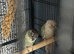 Mature Pair GCConures