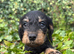 Gorgeous Minature Wire Haired Dachshund