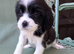 Beautiful Cavapoo Puppies