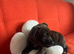 Puppies for sale