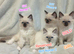 Wonderful Ragdoll kittens: Available Girl