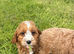 Toy Cavapoo Puppies