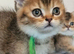 Golden shaded and spotted British shorthair