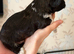 Lhasa Apso puppies for sale