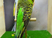 Expedition budgie male