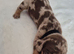 Stunning Miniature Dachshunds