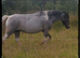 Beautiful mare