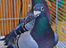 Blue racer breeder pair