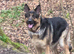 Female German Shepherd