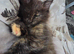 Rare Black Smoke Tortoiseshel