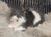 Stunning Maine coon Hugh kittens rare chocolate colour