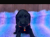 show type cocker spaniel Puppy’s