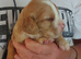 Puppies For Sale