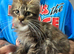 Maine Coon Girls. Polydactyl/Non Poly