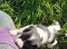 Springer spaniel girl