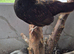 X3 serama pullets