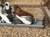 Felegyazer pigeons for sale