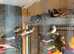 Zebra Finches
