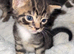 Gorgeous mixed kittens looking for their new home