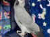 3 years old very friendly African grey