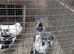 Galati pigeons