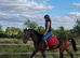 Family horse