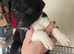 Collie x Kelpie pups