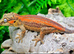Red stripe gargoyle gecko pair