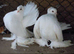 Sybirians pigions for sale