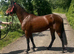 Registered Connemara 3 year old