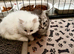 4 beautiful Persian kittens, ready now