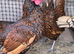 Sebright hatching eggs
