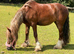 Stunning little Cob Mare