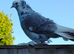 pigeons