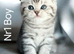 4 Pedigree Scottish Fold/Straight Kittens