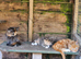 Maine Coon kittens