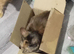 Female furbabies needing new home