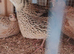 Corturnix quail hatching eggs