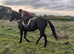Real life Black Beauty - 15.3hh gelding