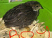 SEXED CHINESE PAINTED BUTTON QUAILS !