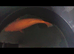 Koi Benigo