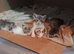 Bengal cross kittens for sale